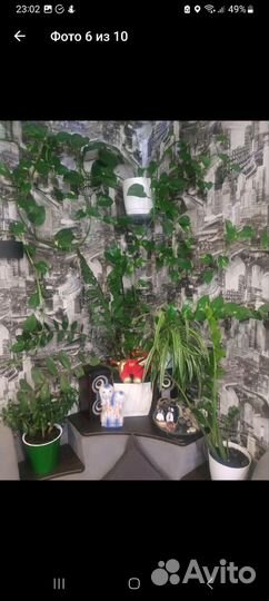 Строманта,хлорофитум и другие цветы,поделюсь