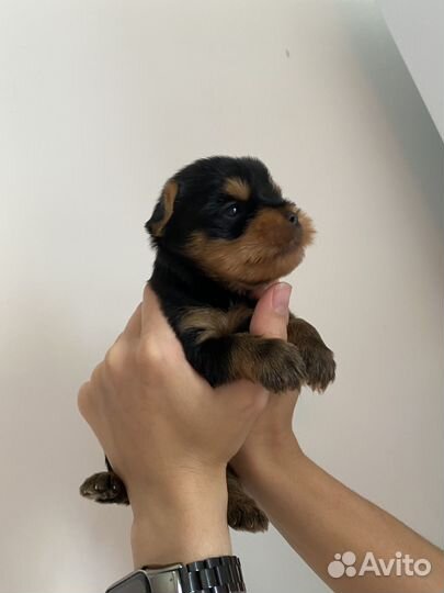 Щенки йорка