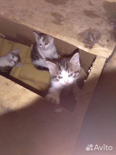 Котята ищут дом