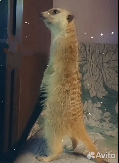 Сурикат девочка