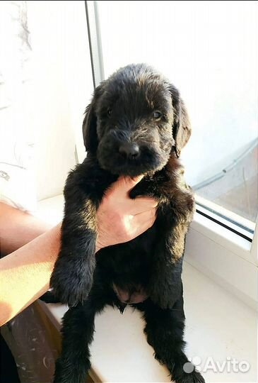 Щенки породы ризеншнауцер