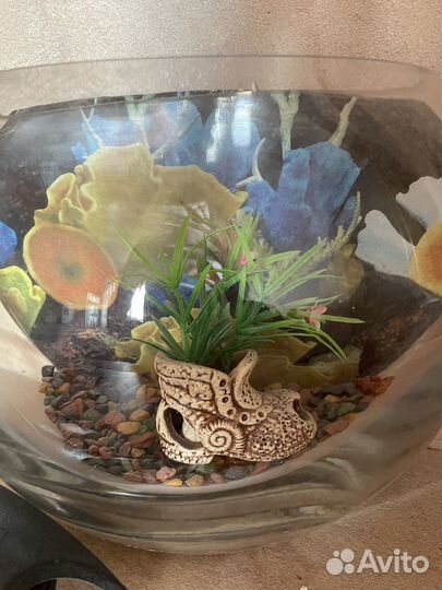 Аквариум 5 литров декор компрессор