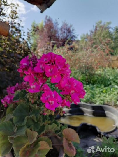 Герань пеларгония