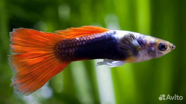 Аквариумная рыба, гуппи