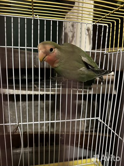 Неразлучник