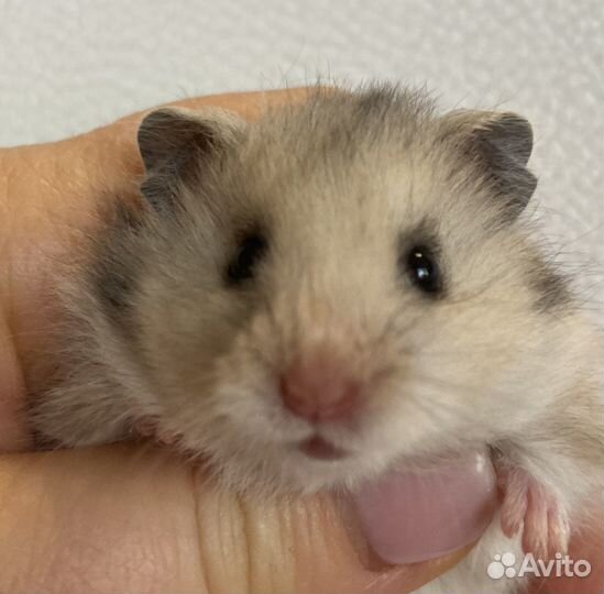 Крысята дамбо 2 месячные