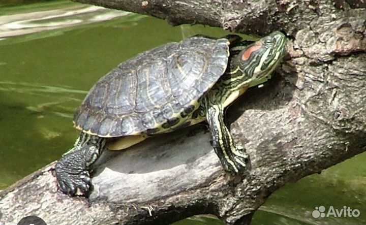 Красноухая черепаха самец