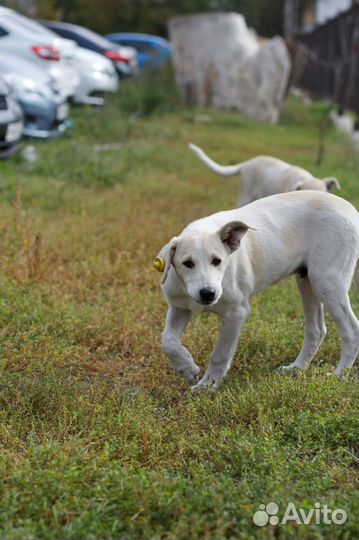 Собака в добрые руки
