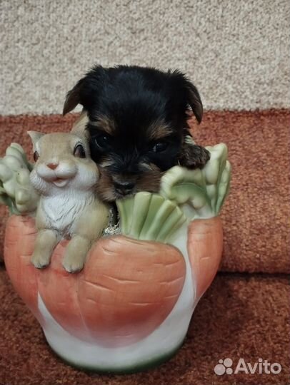 Йоркширский терьер стандарт