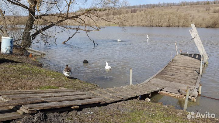 Инкубационное яйцо гусиное