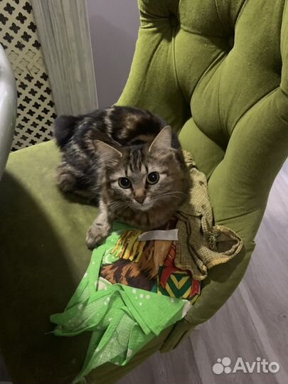 Курильский бобтейл