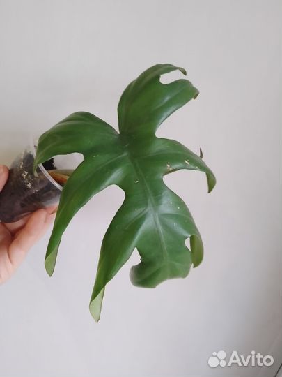 Филодендроны