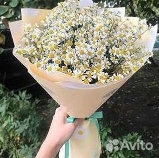 Цветы ромашки. Букеты ромашек. Цветы доставка