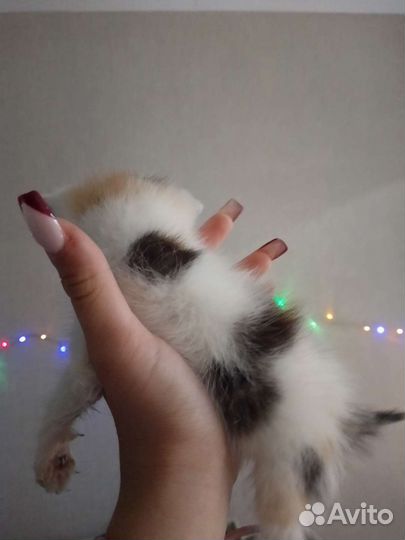 Котенок
