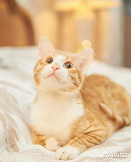 Котик ручной ласковый молодой