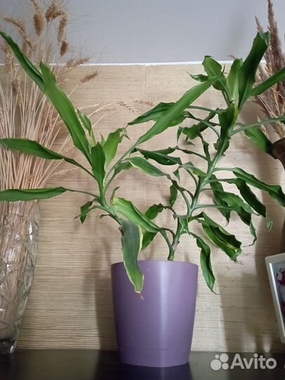 Комнатные цветы драцена