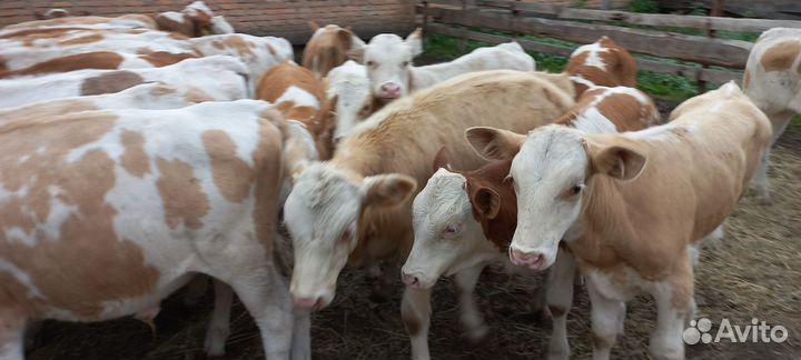 Бычки от 1 месяцев