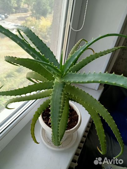 Алое лечебный 3х летний