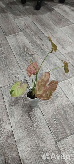 Комнатные растения