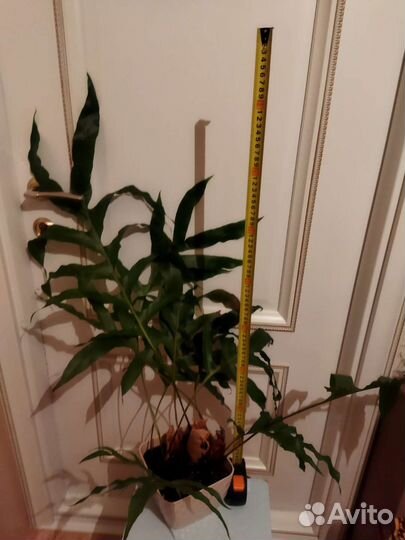 Папоротник Дринария дуболистная