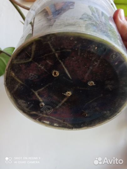 Филодендрон лучистый