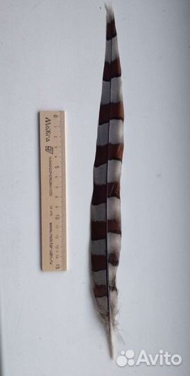 Красивые перья