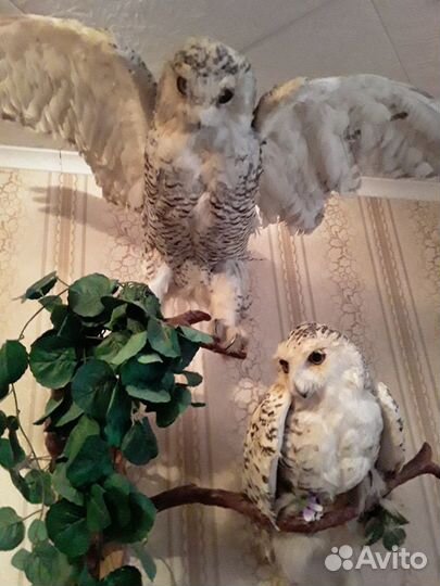 Чучела животных