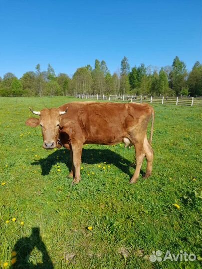 Корова дойная, порода сычевка, 2 отелов