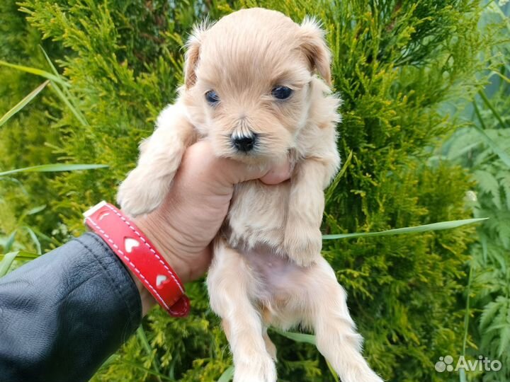 Мальтипу Тедди ф1 микро