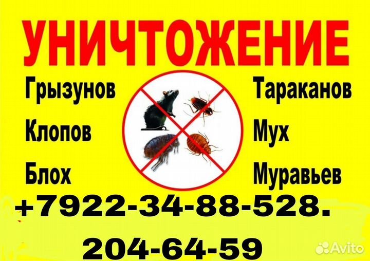 Дезинсекция и дератизация