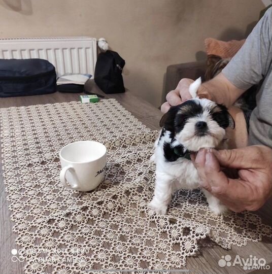 Микро Бивер