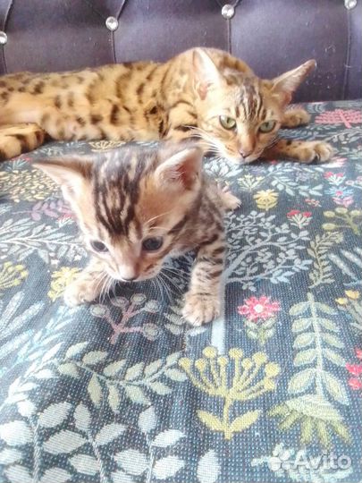 Бенгальские котята