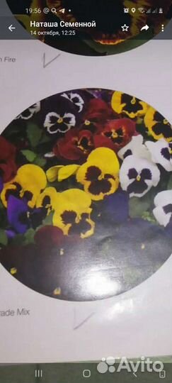 Анютины глазки