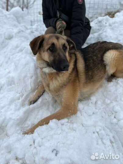 Очень спокойный Айс ждёт семью