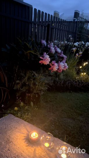 Большой куст пионов Evening Dream