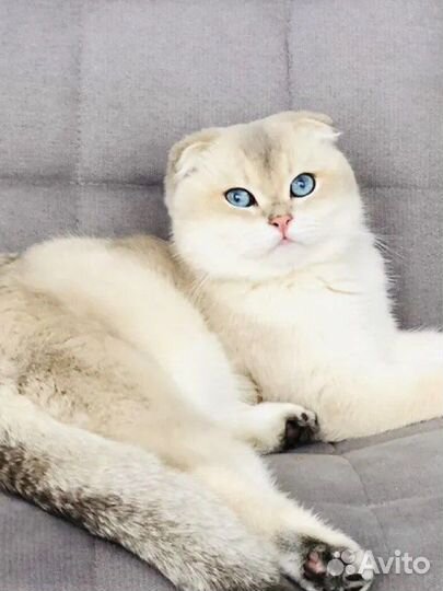 Шотландская