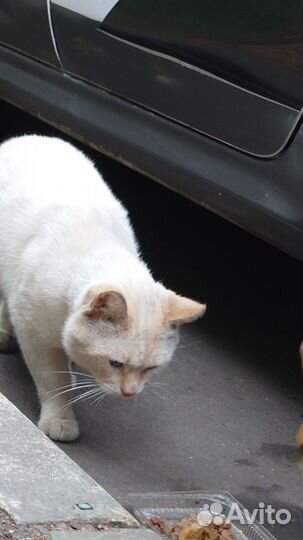 Породистый кот на улице