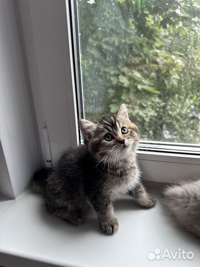 Котята британской шиншиллы