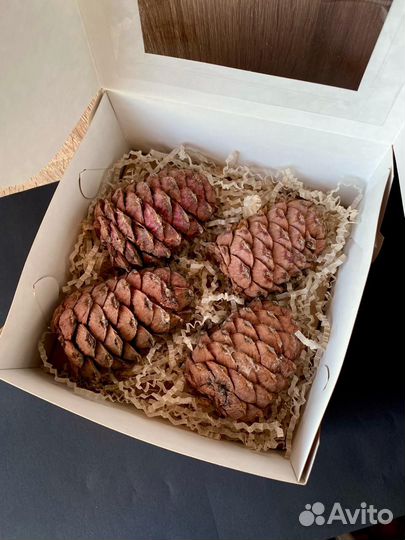 Шишка кедровая