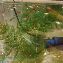 Аквариум бу с рыбками