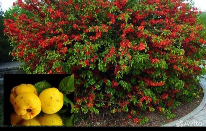 Хеномелис или японская айва