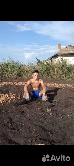 Кастрация поросят