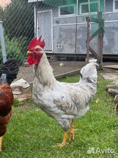 Петухи