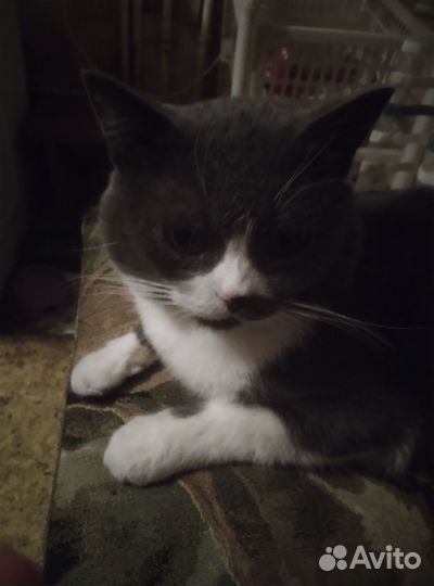 Продаю котенка