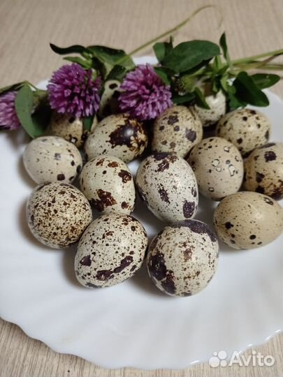 Яйца перепелиные домашние