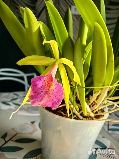 Орхидея каттлея
