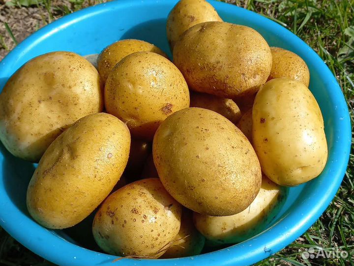 Продукты питания