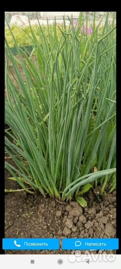 Зеленый лук на перо