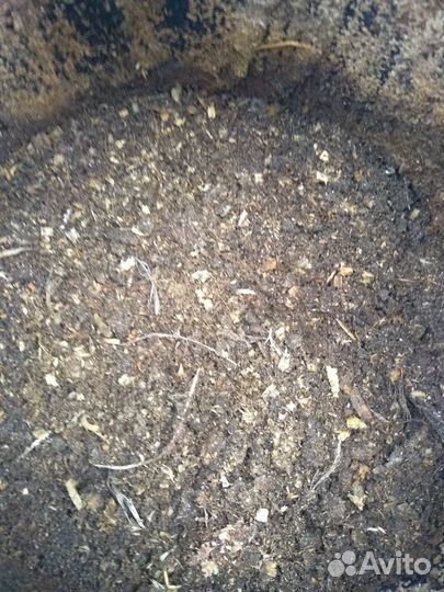 Куриный помет