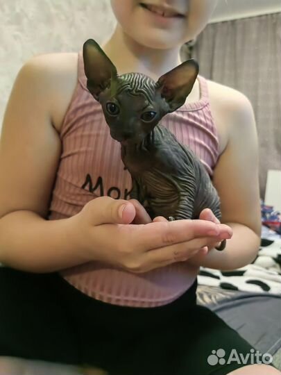 Канадский сфинкс